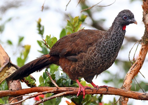 Pava andina del Santuario de Fauna y Flora de Iguaque