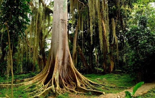 Selvas del Santuario de Fauna y Flora Guanentá Alto Río Fonce