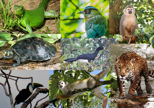 Fauna del Parque Nacional Natural Tinigua
